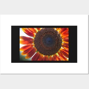 Sunflower Series IV Posters and Art